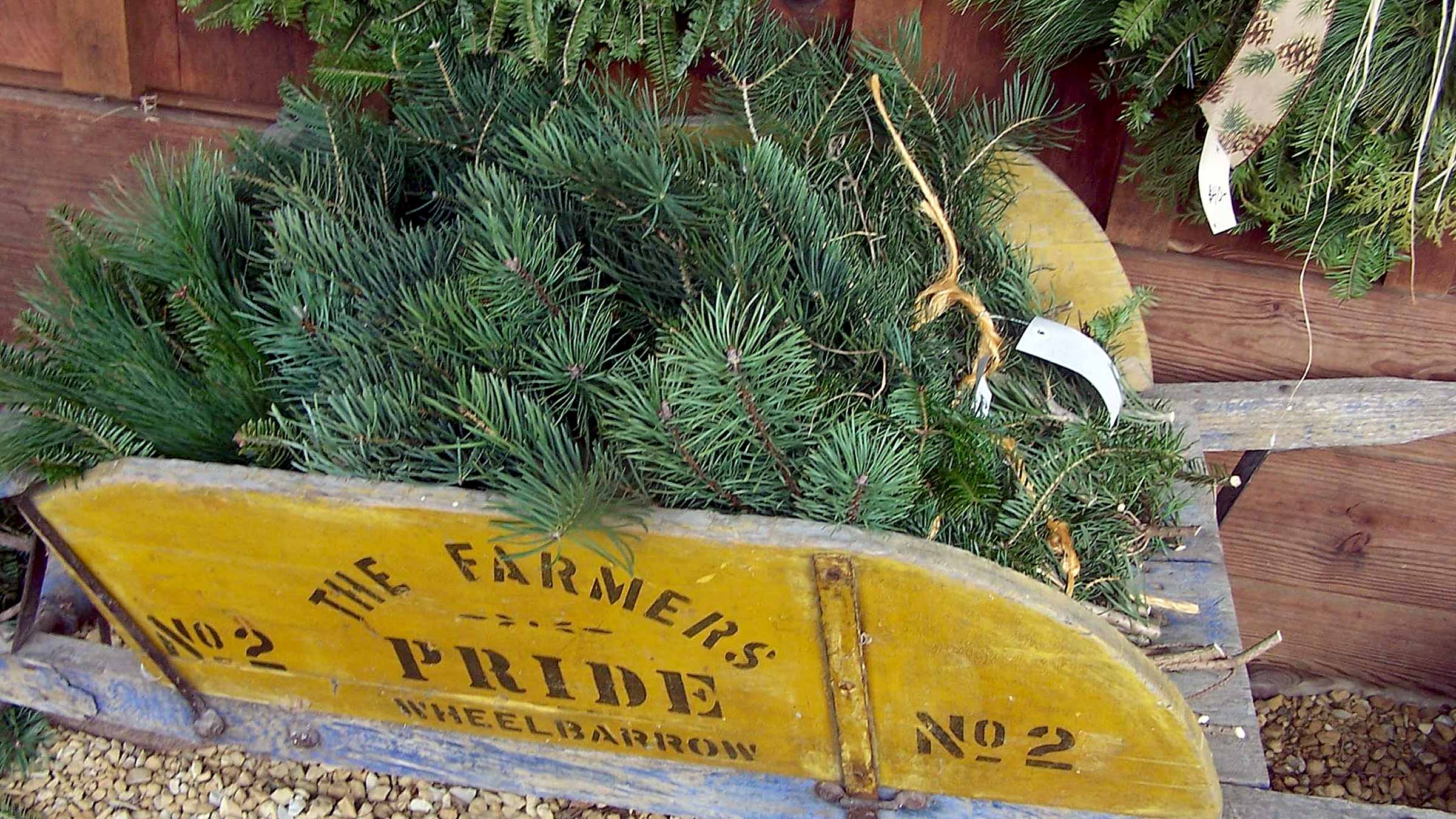 Dollinger Christmas Tree Farm